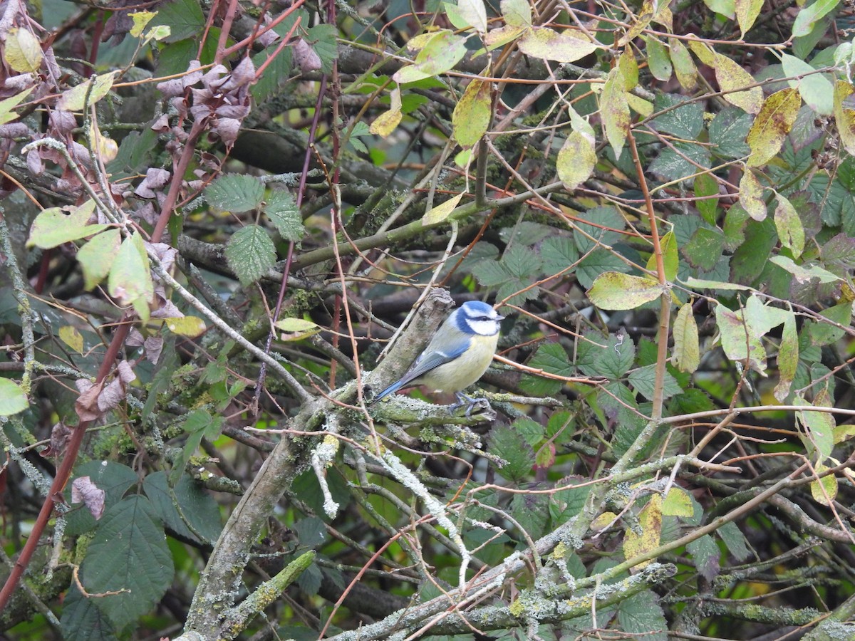 Eurasian Blue Tit - ML644708327