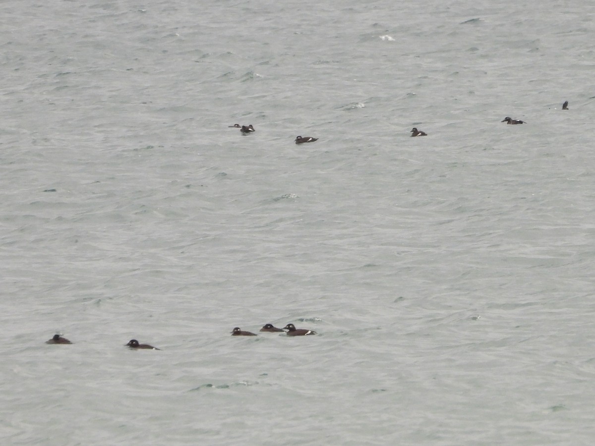 Ak Kanatlı Kadife Ördek - ML644708330