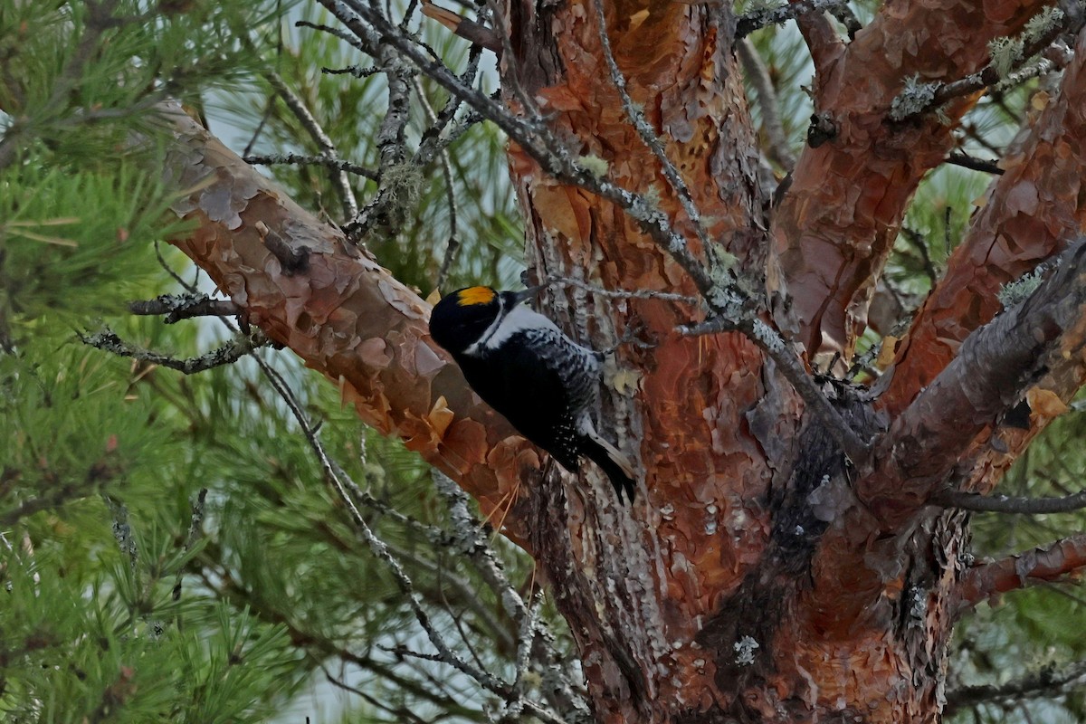 Black-backed Woodpecker - ML644708331
