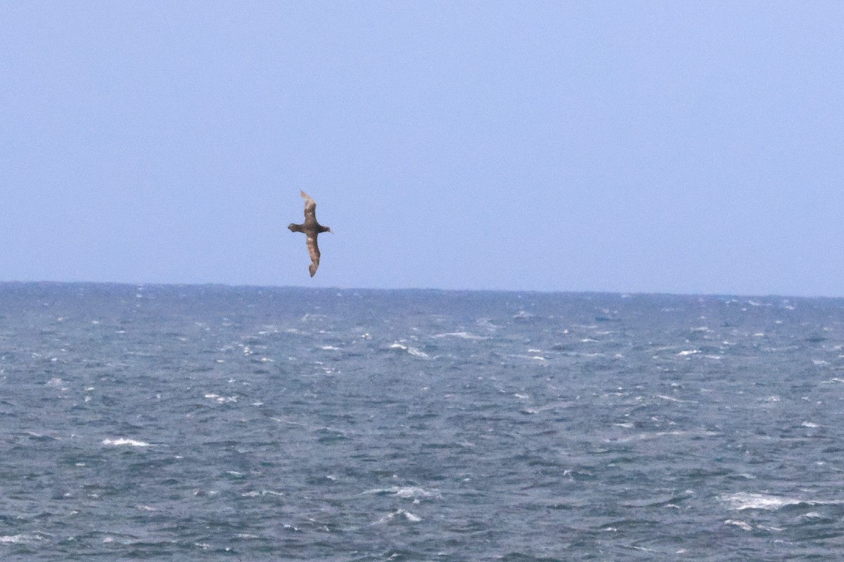 Northern Giant-Petrel - ML644708332