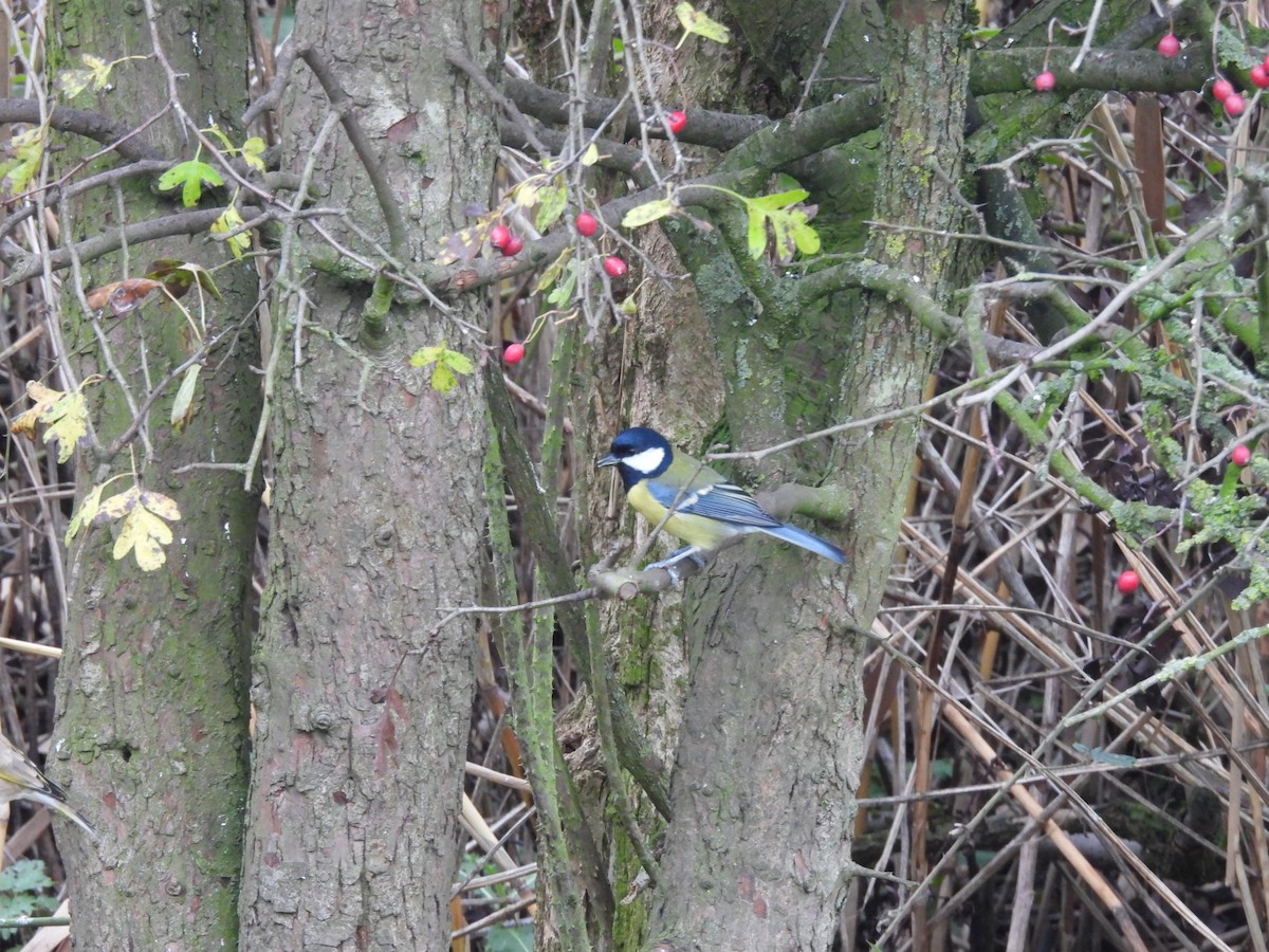 Great Tit - ML644708333