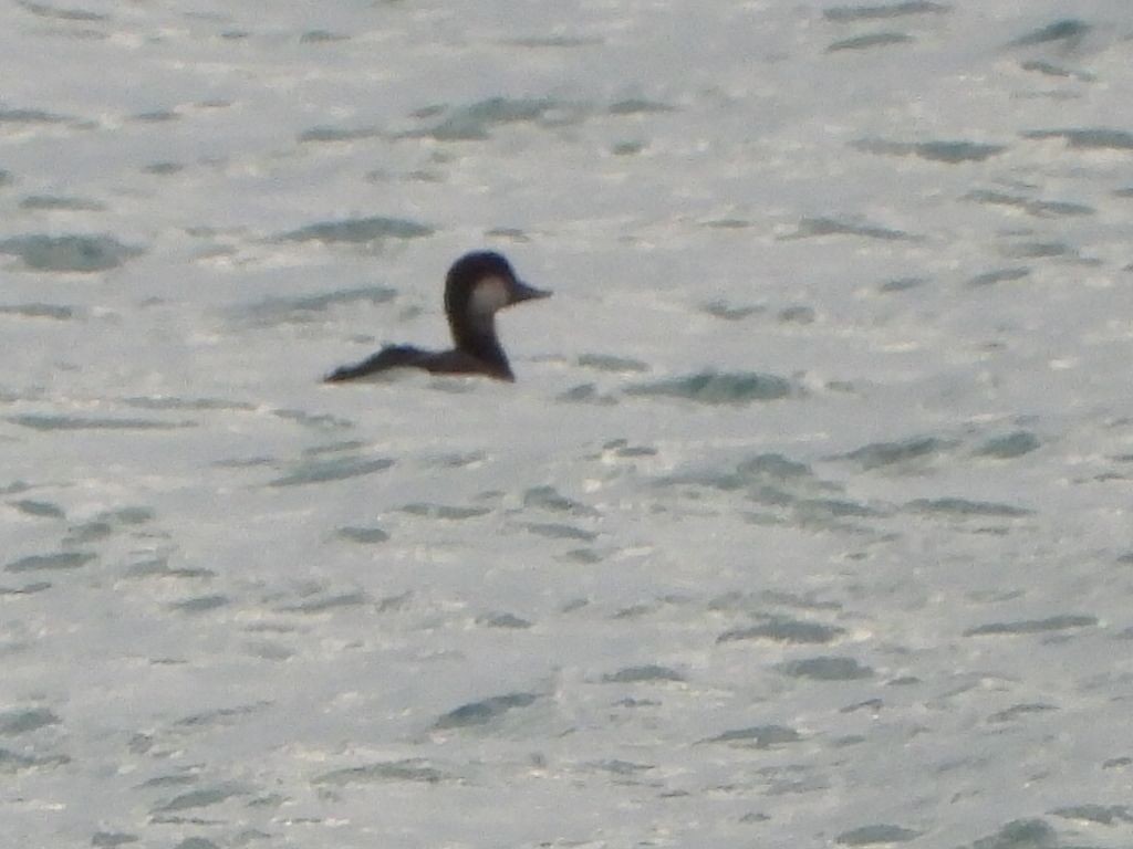 Amerika Kara Ördeği - ML644708357