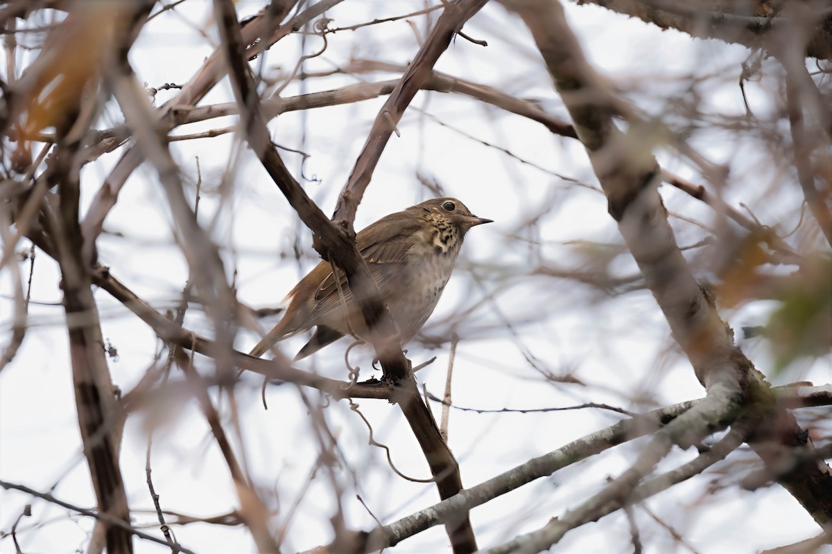Hermit Thrush - ML644708358