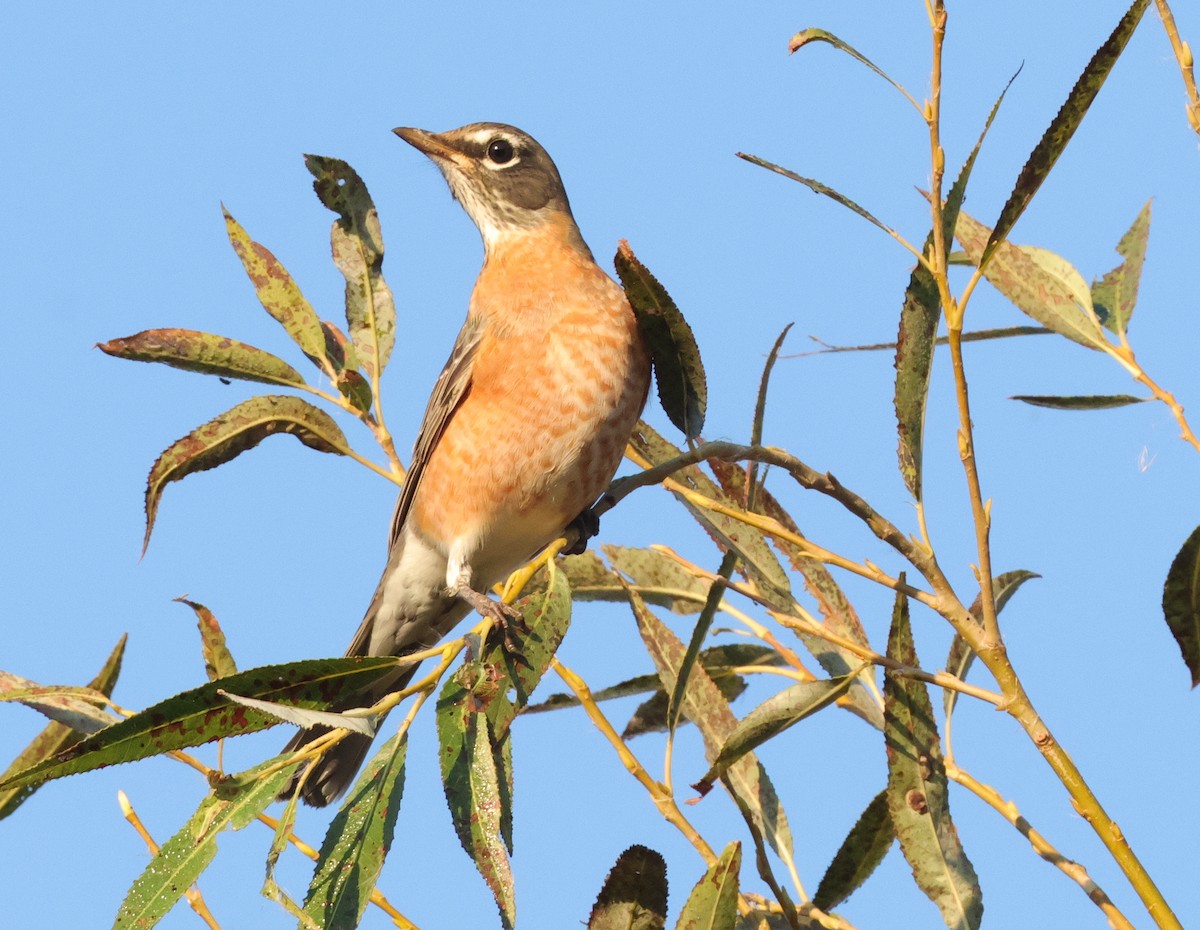 コマツグミ - ML644708360