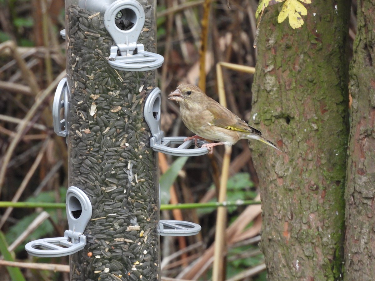 アオカワラヒワ - ML644708363