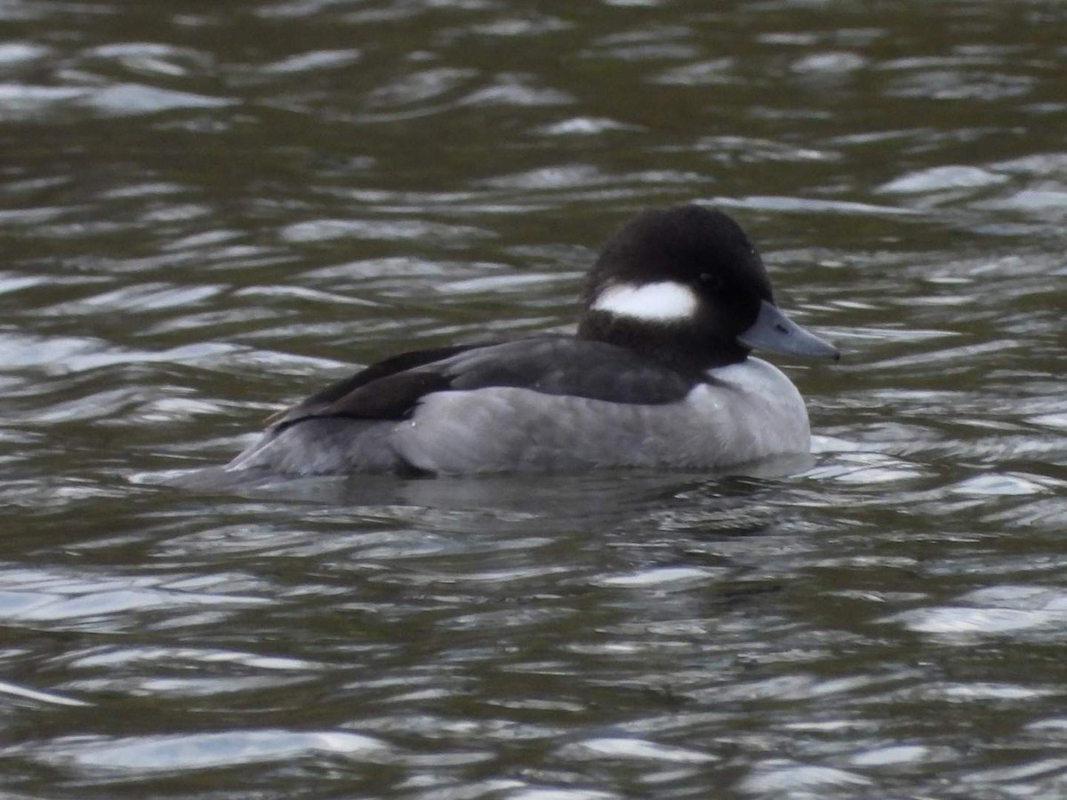 Ak Yanaklı Ördek - ML644708364