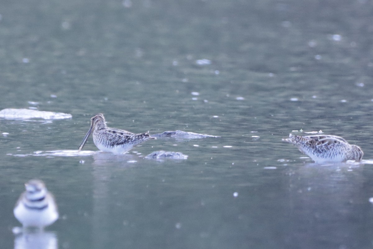 Wilson's Snipe - ML644708367