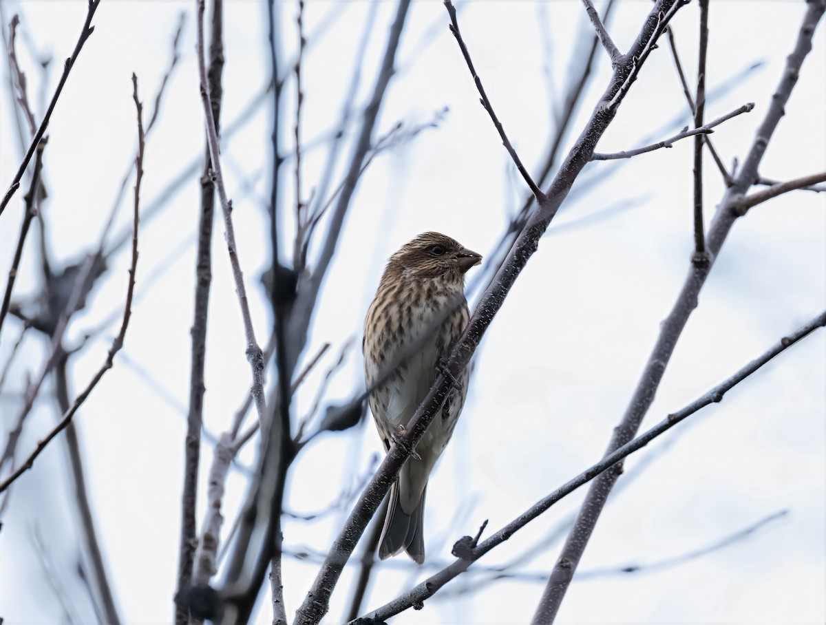 Purple Finch - ML644708368