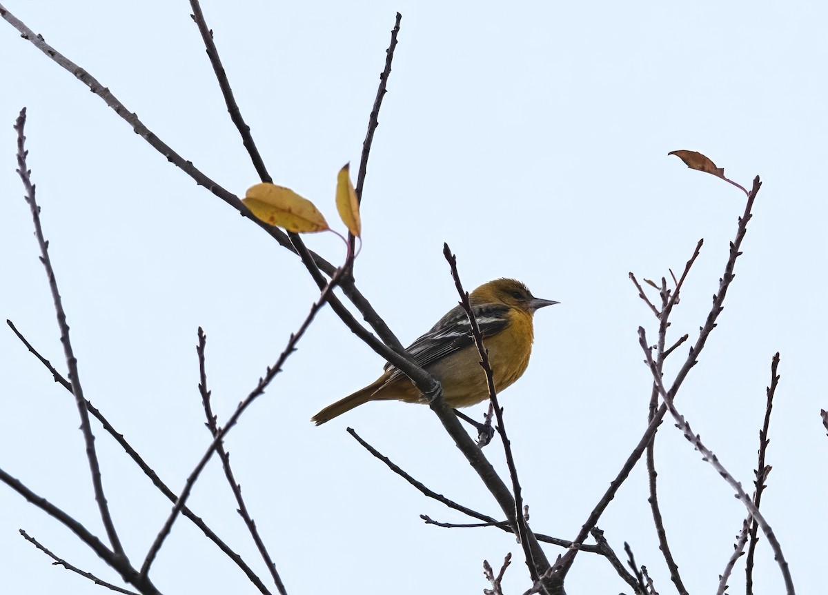 Baltimore Oriole - ML644708375