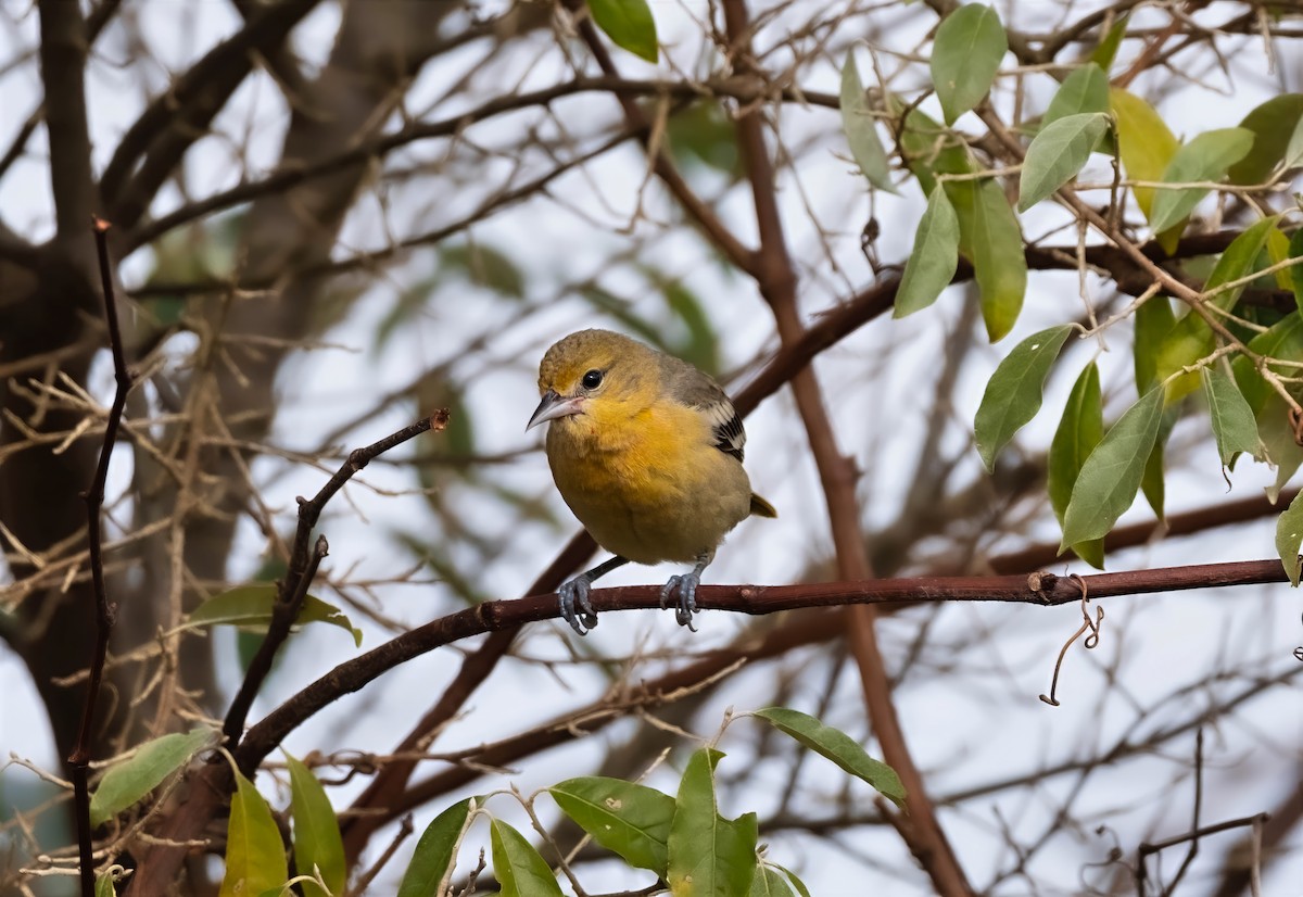 Baltimore Oriole - ML644708379