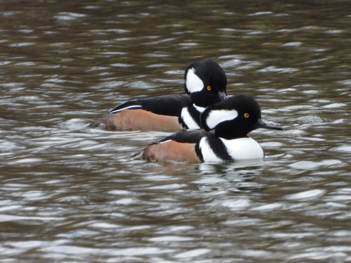Başlıklı Tarakdiş - ML644708386