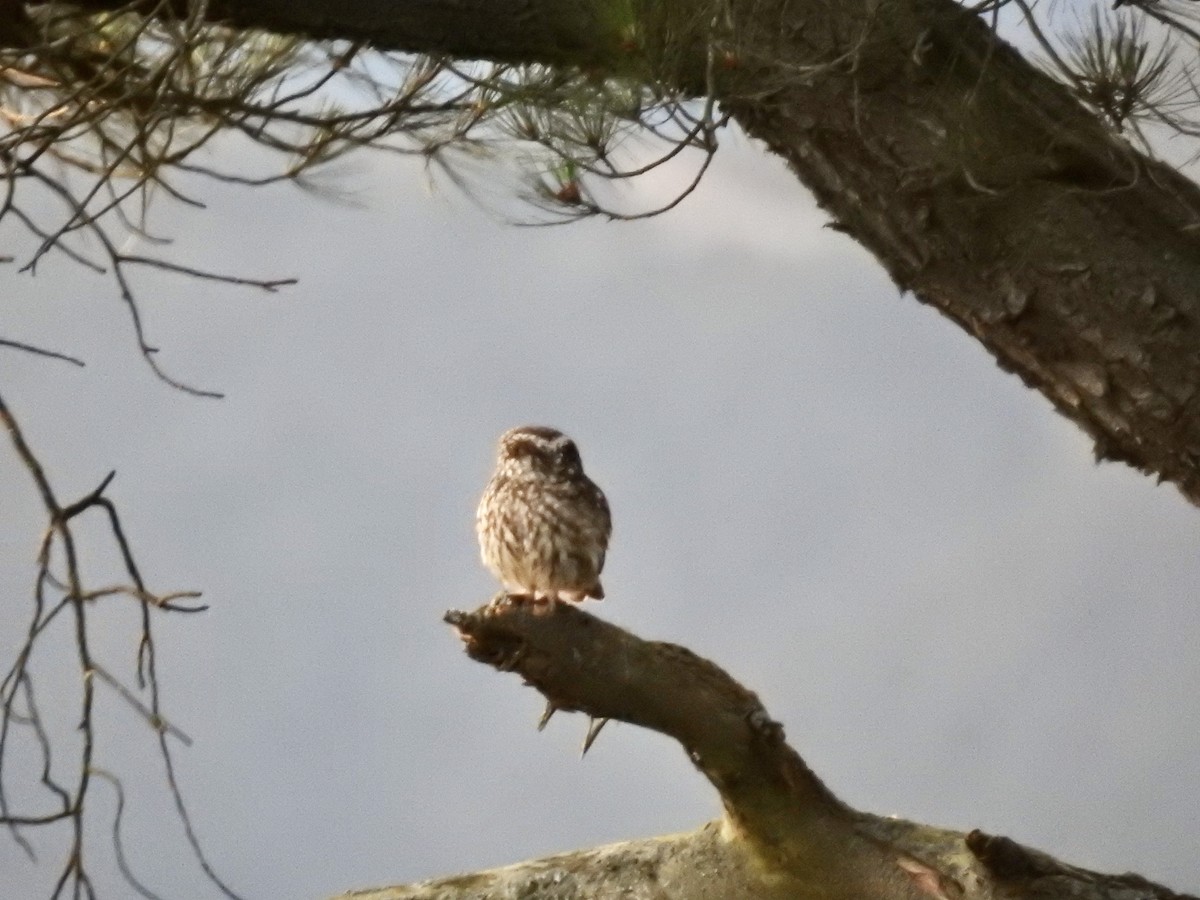 Сич хатній - ML644708388