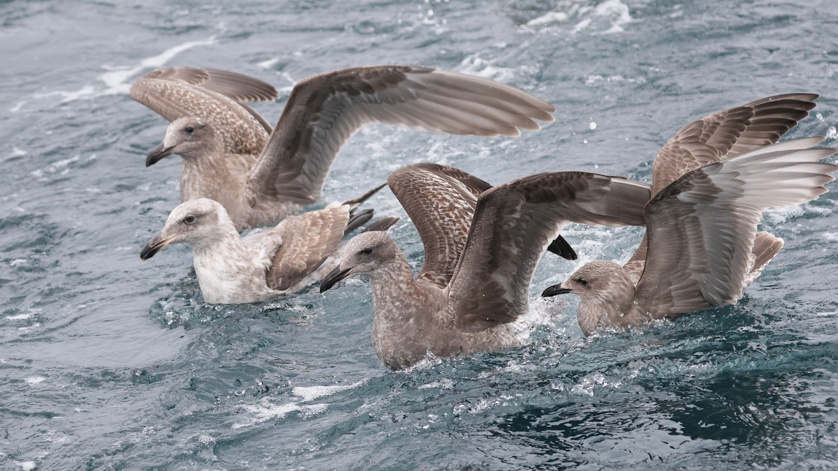 grønlandsmåke (thayeri) (eskimomåke) - ML644708392