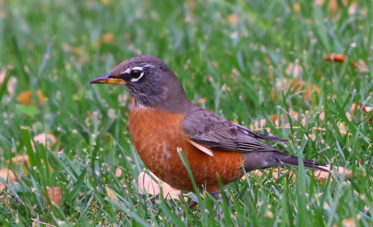 コマツグミ - ML644708394