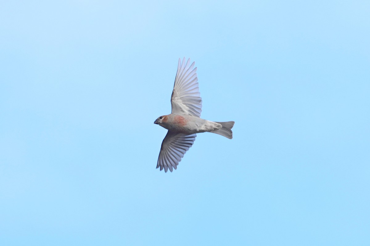 Tayga Çütresi - ML644708400