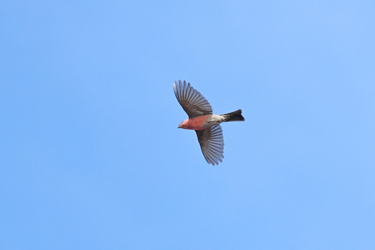 Tayga Çütresi - ML644708401