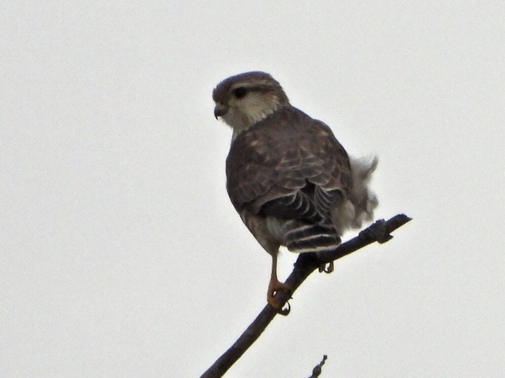 Boz Doğan - ML644708404