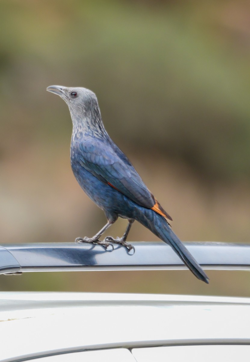 Red-winged Starling - ML644708409