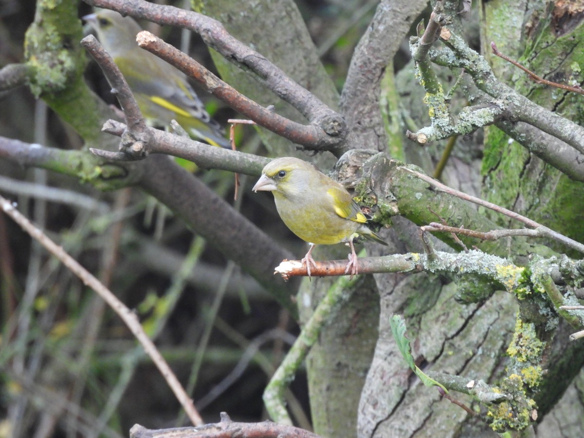 アオカワラヒワ - ML644708412