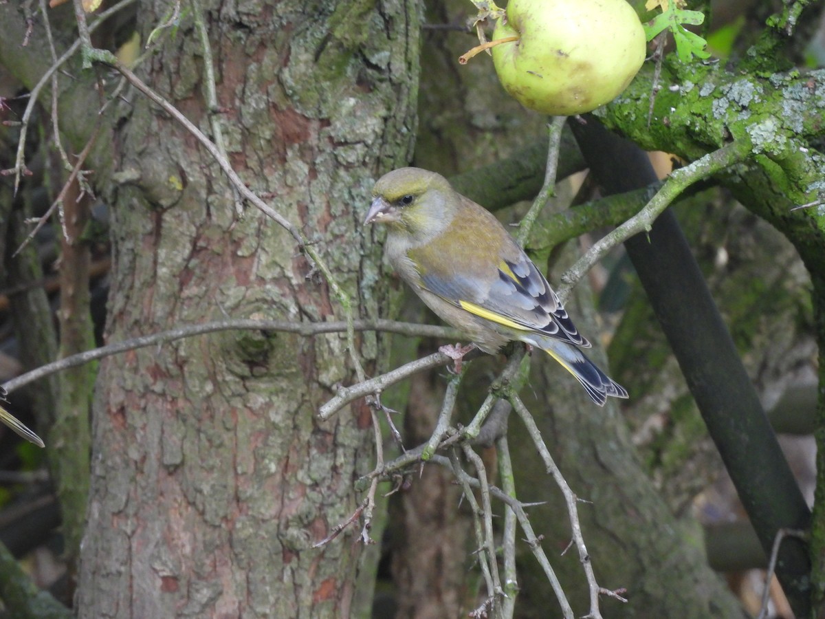 アオカワラヒワ - ML644708425