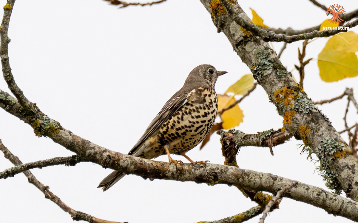 槲鶇 - ML644708426