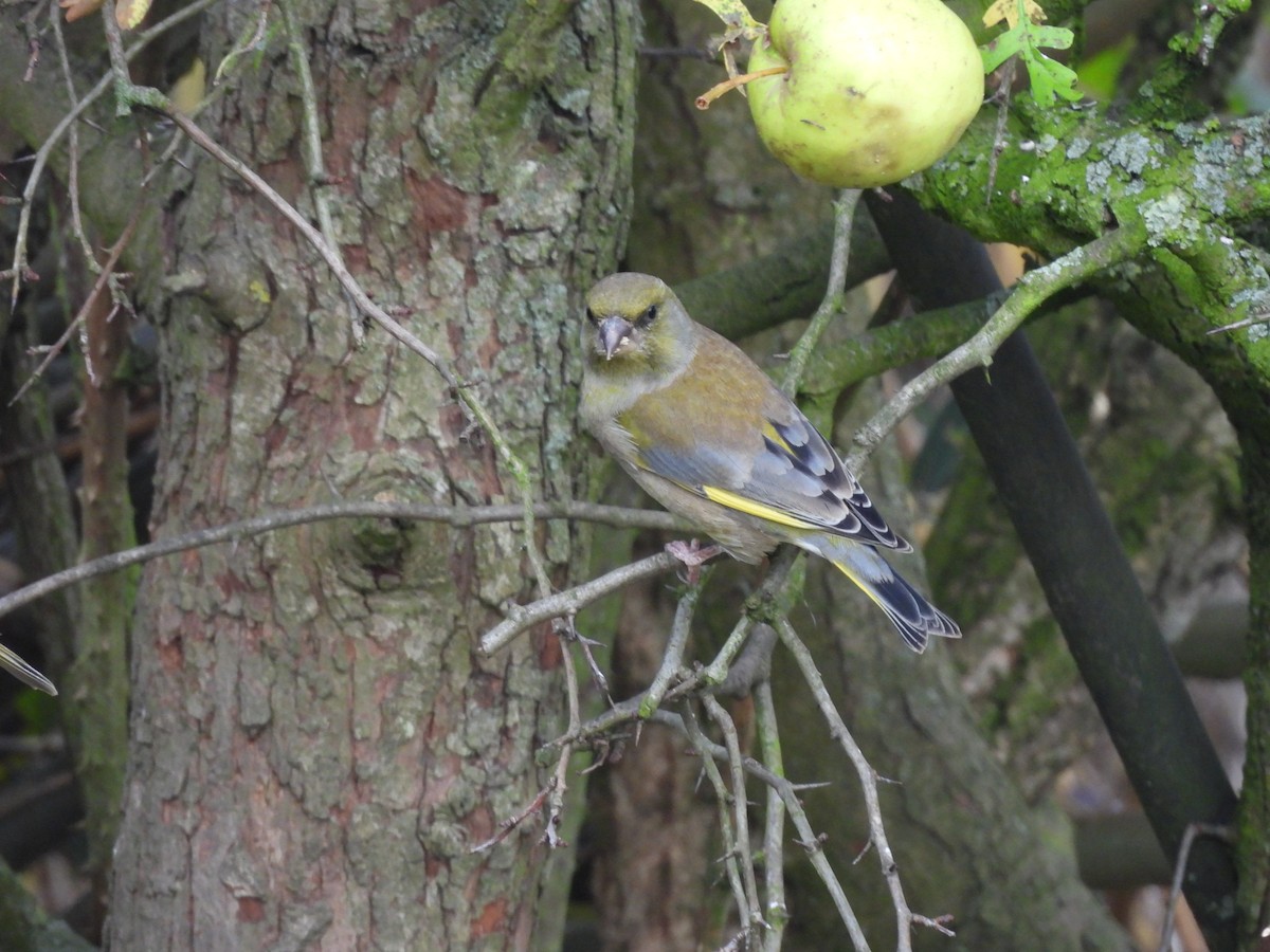 アオカワラヒワ - ML644708430