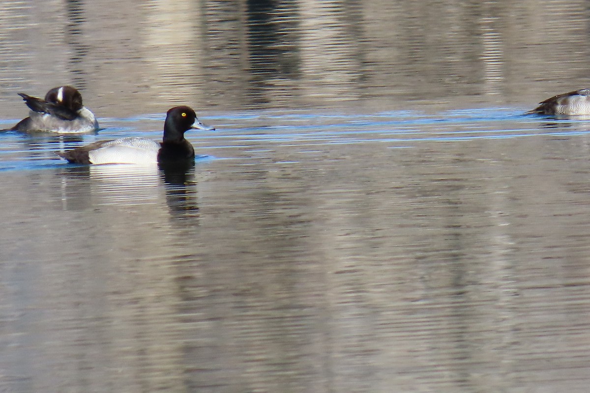 Lesser Scaup - ML644708432
