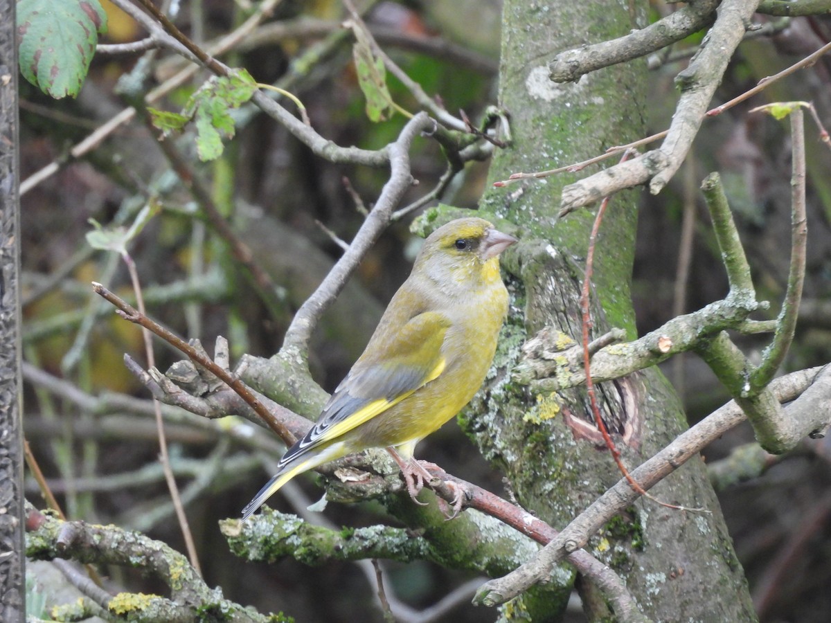 アオカワラヒワ - ML644708438