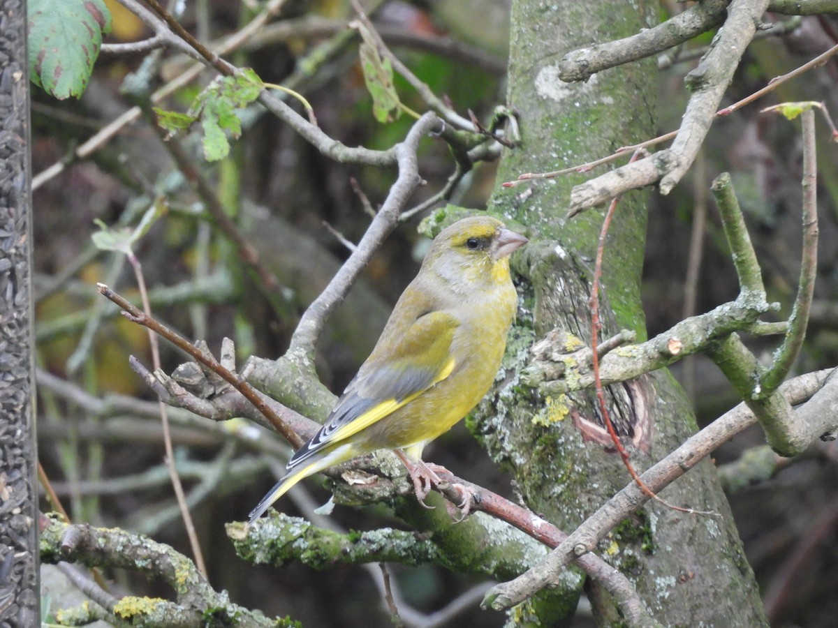 アオカワラヒワ - ML644708441