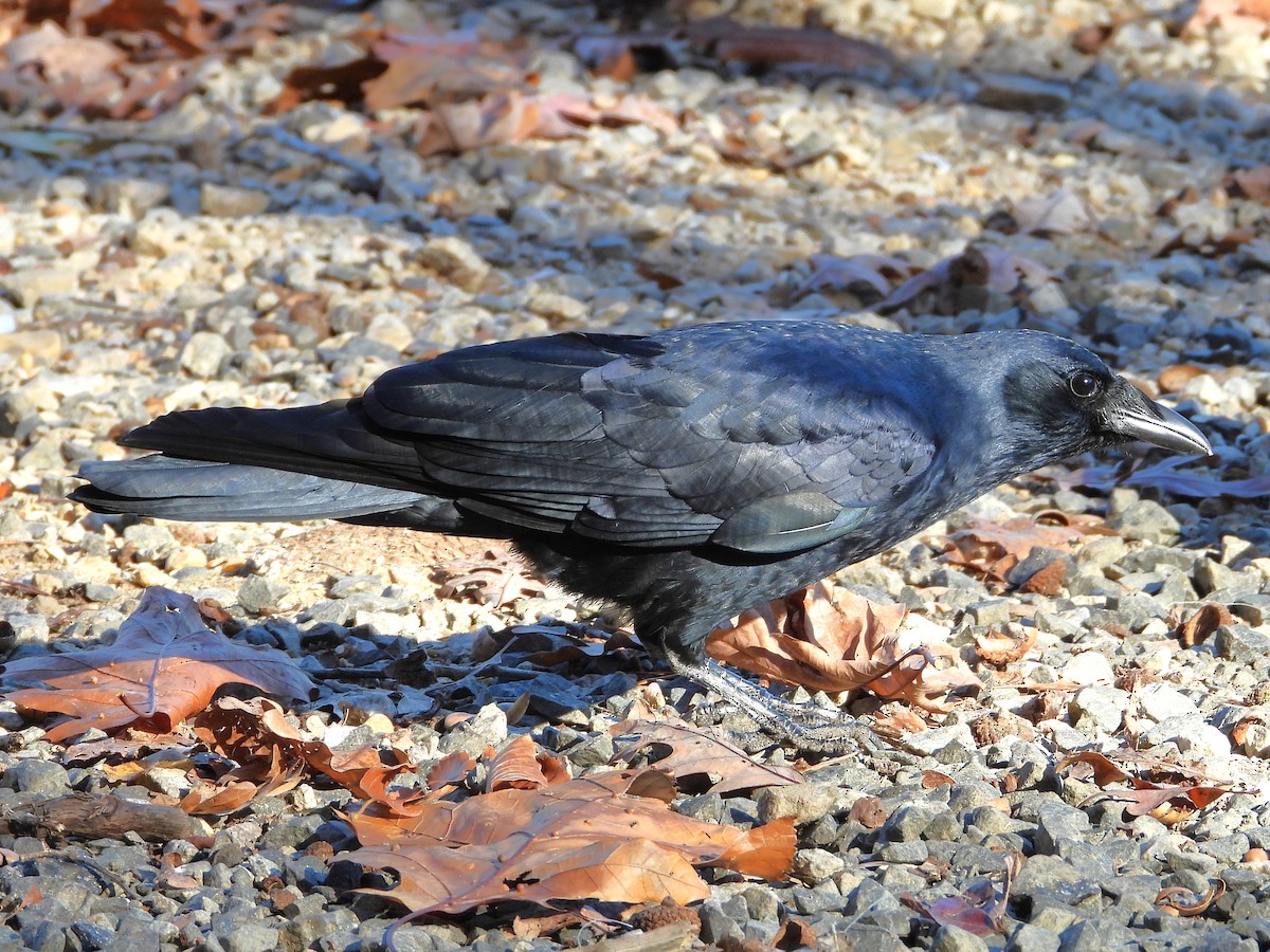 ウオガラス - ML644708442