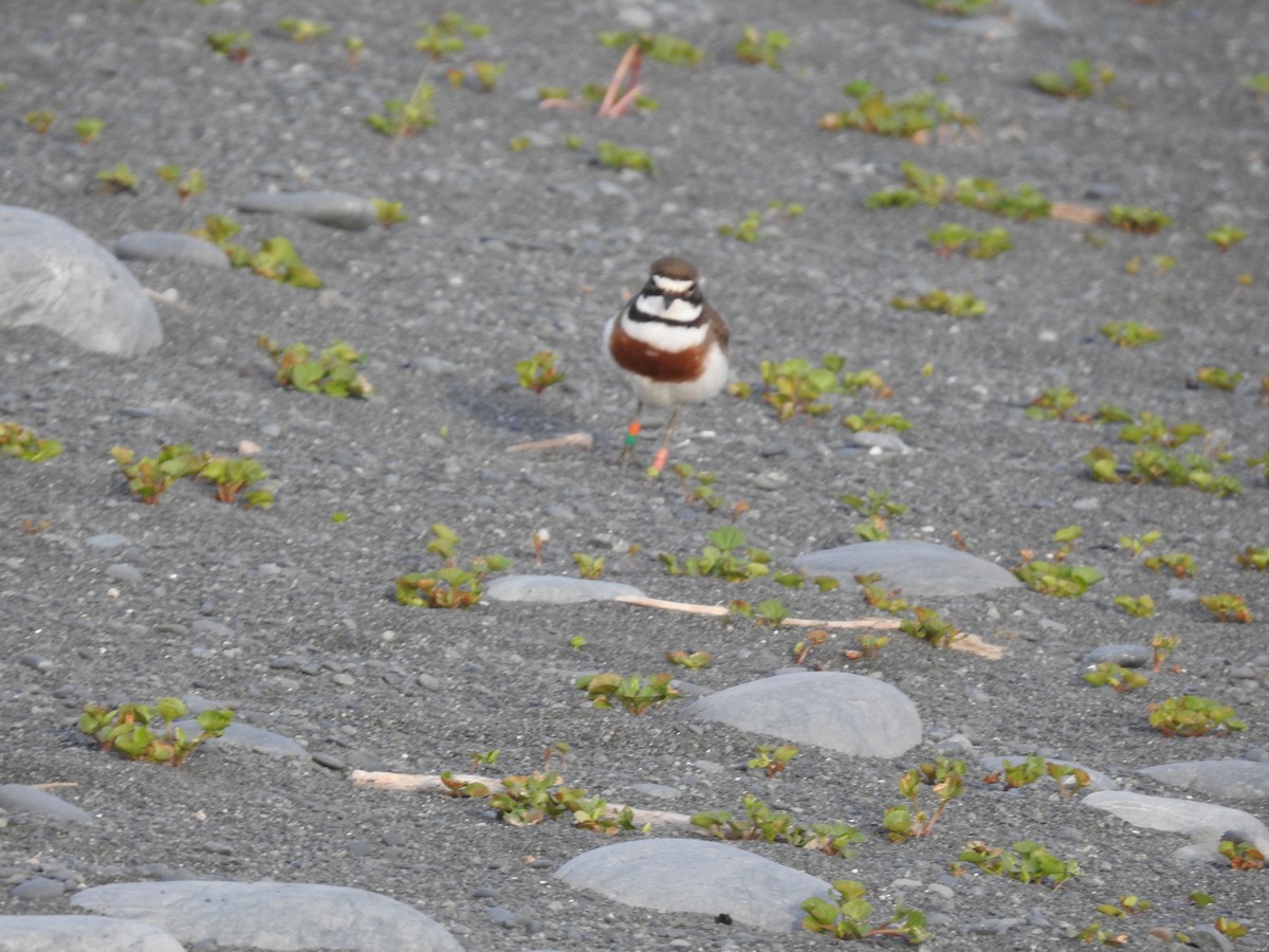 nyzealandbeltelo - ML644708445