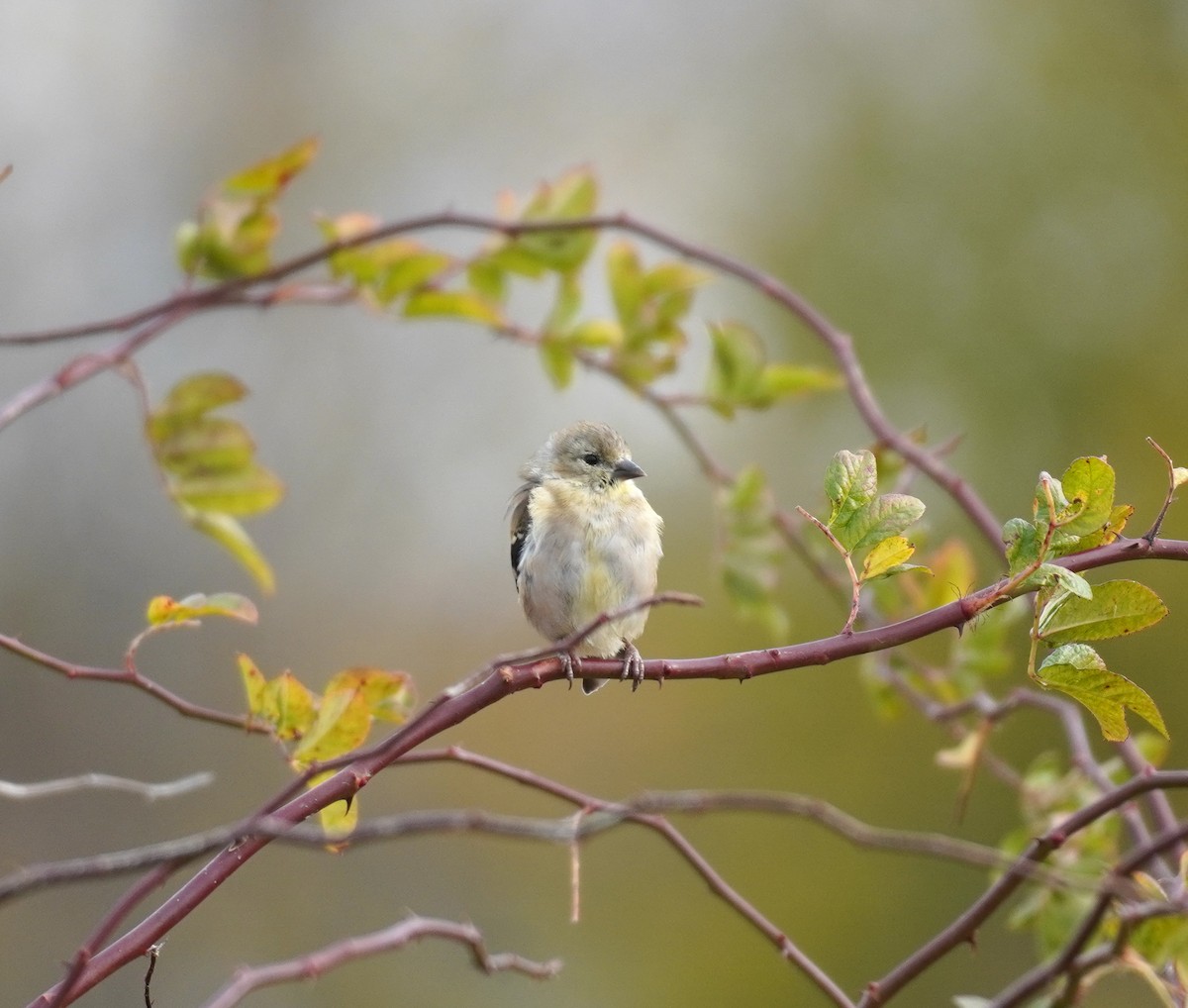 Goldzeisig - ML644708446