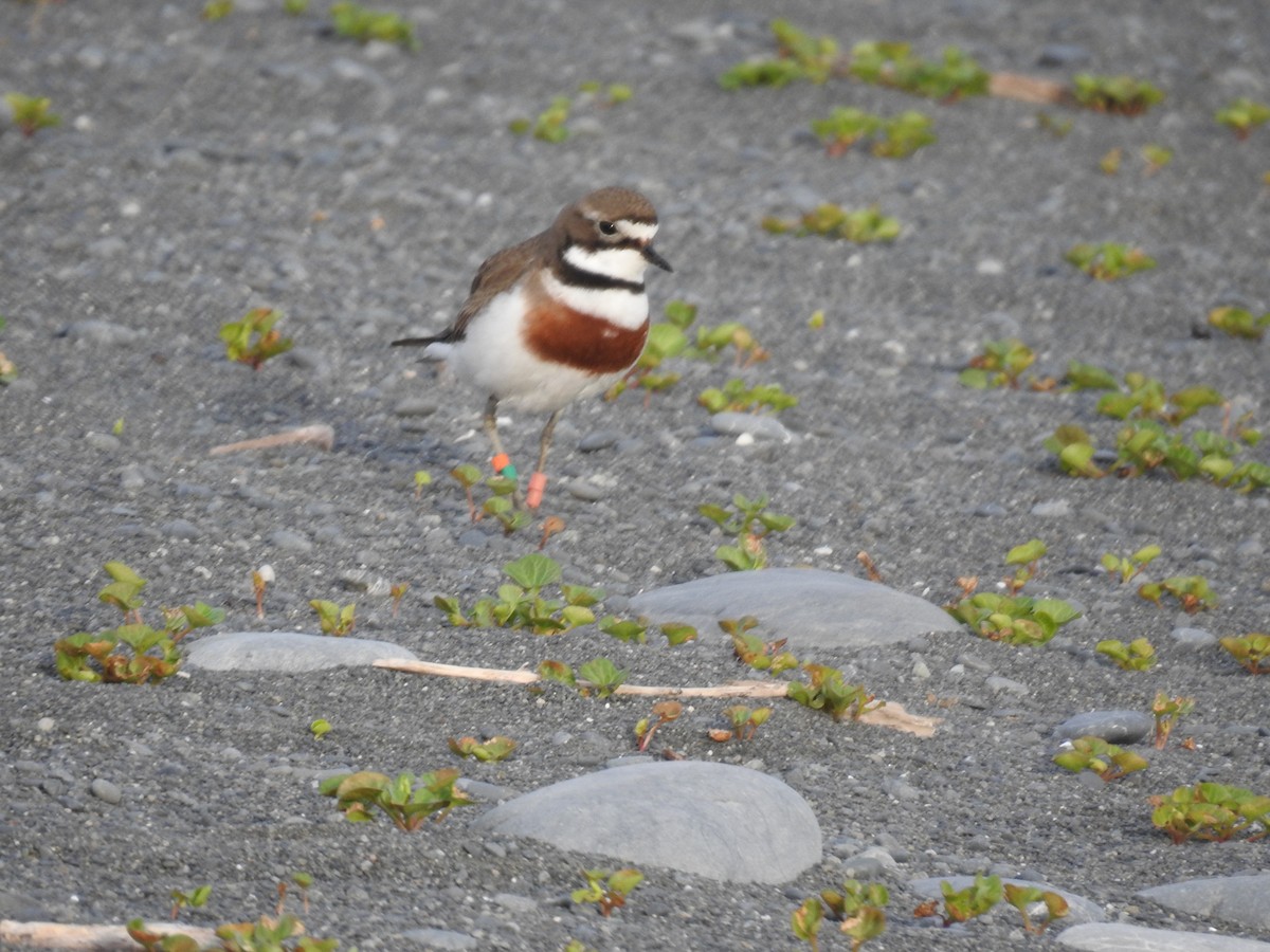 nyzealandbeltelo - ML644708447