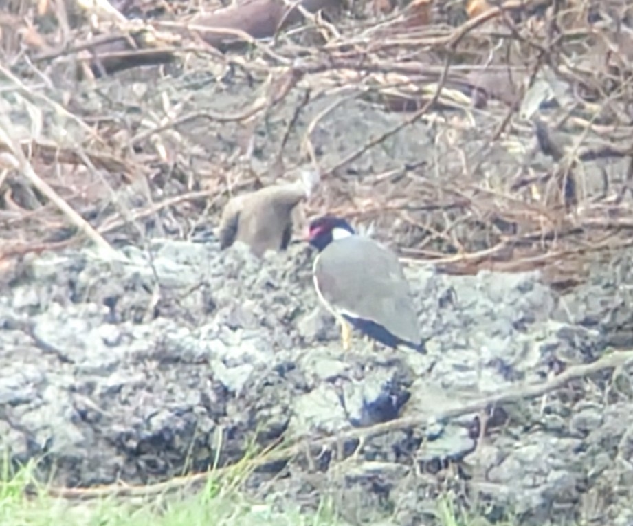 Red-wattled Lapwing - ML644708465