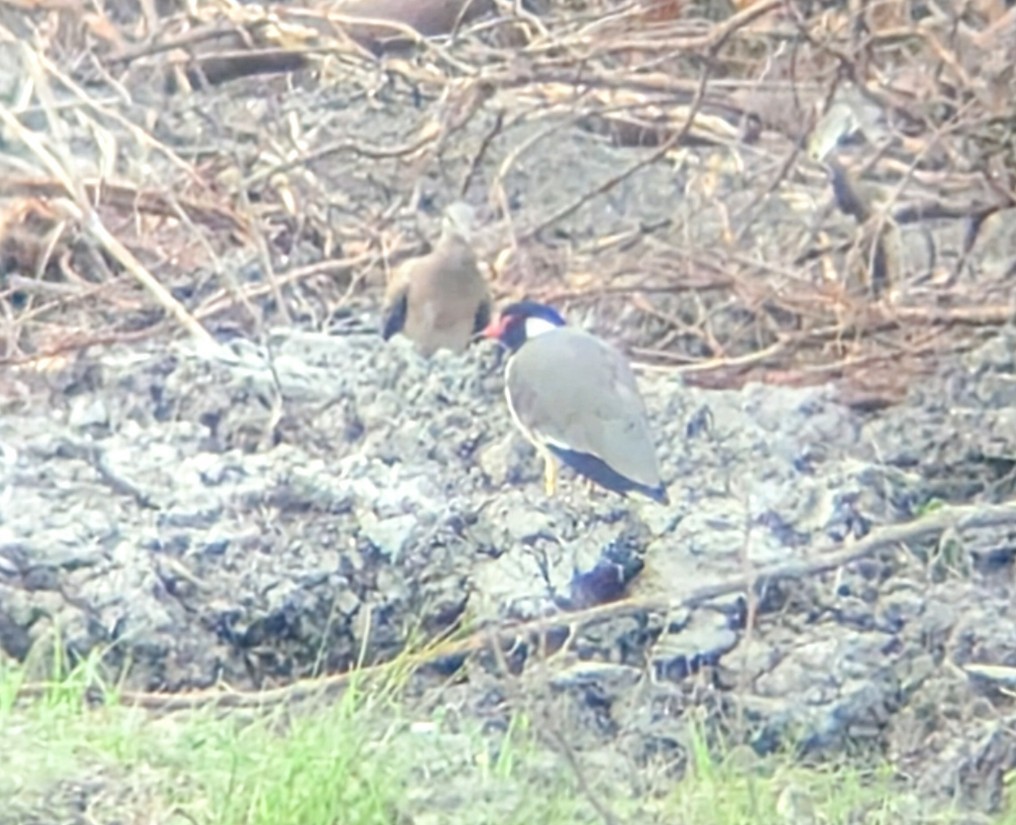 Oriental Turtle-Dove - ML644708466