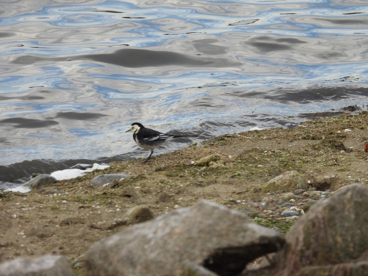 Lavandera Blanca (Enlutada) - ML644708468