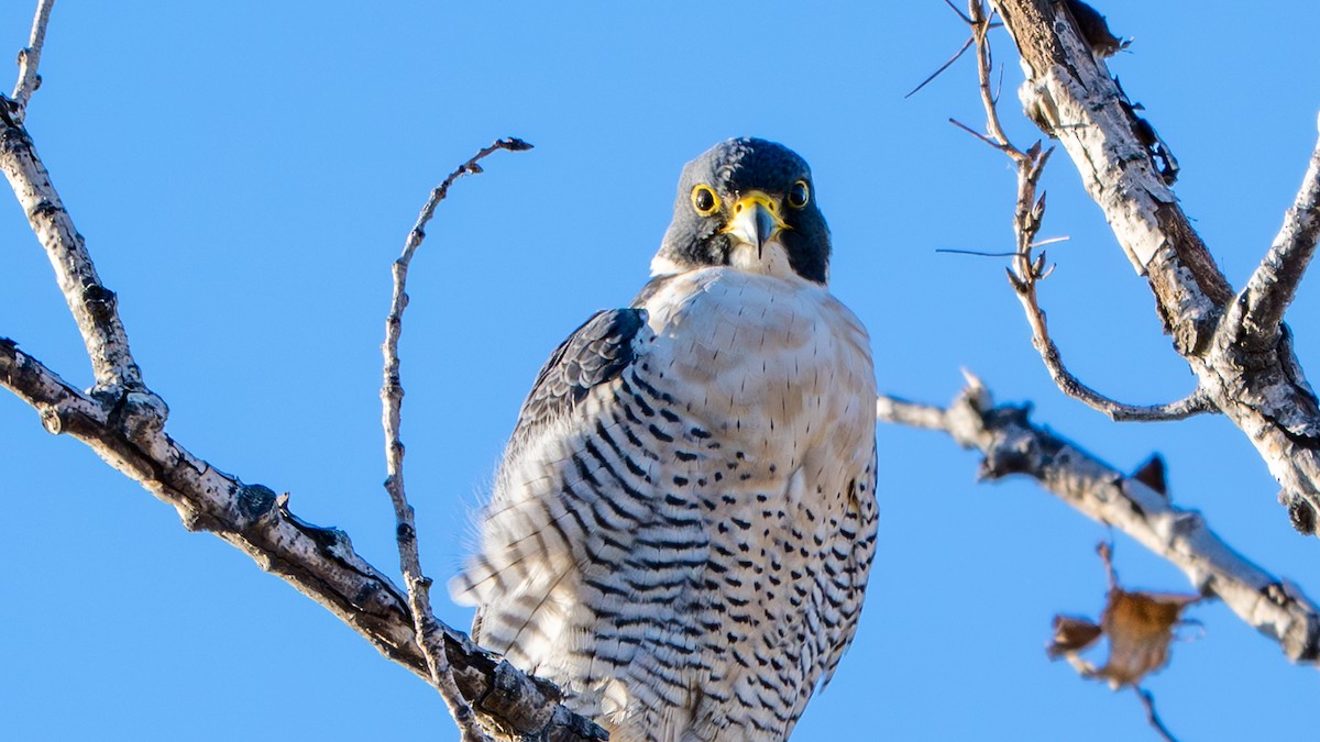 Эгэл шонхор - ML644708469