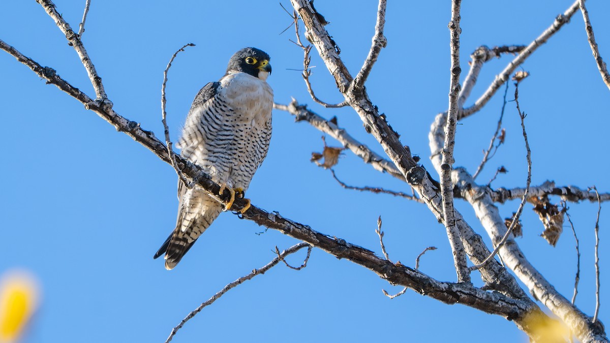 Эгэл шонхор - ML644708470