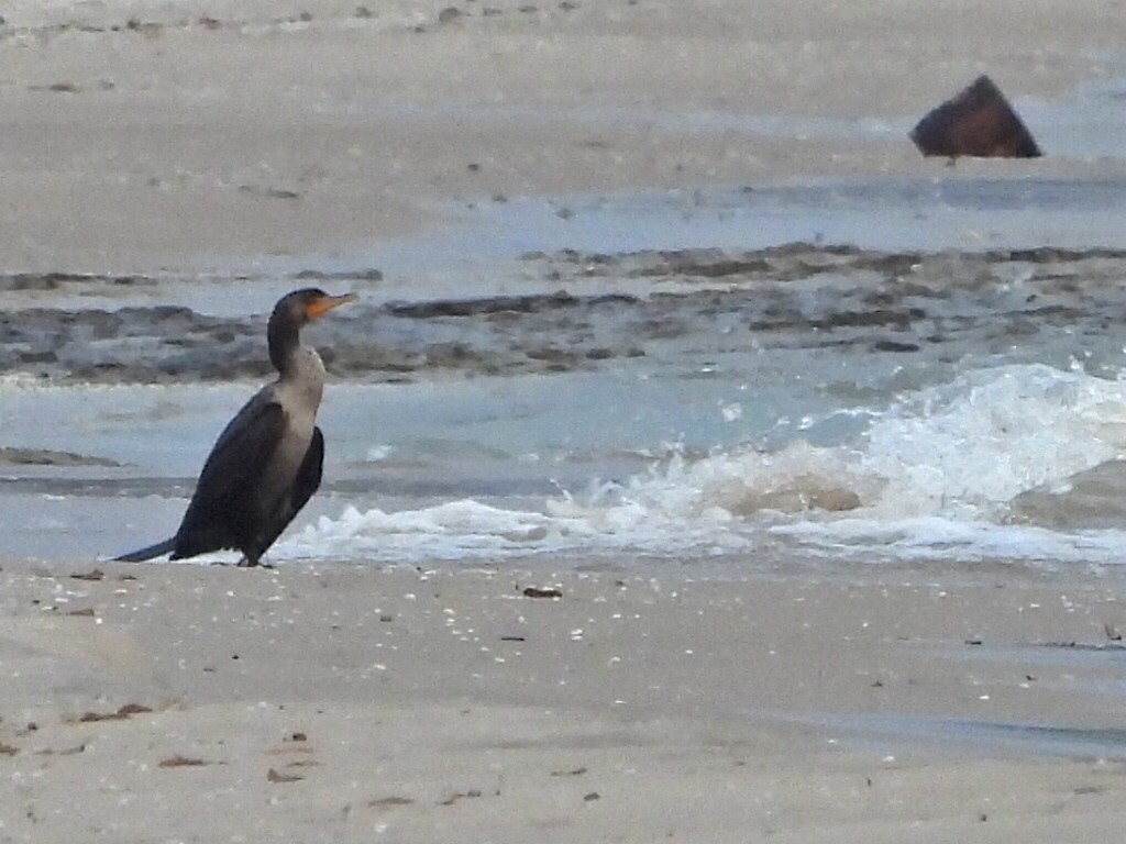 Kulaklı Karabatak - ML644708472