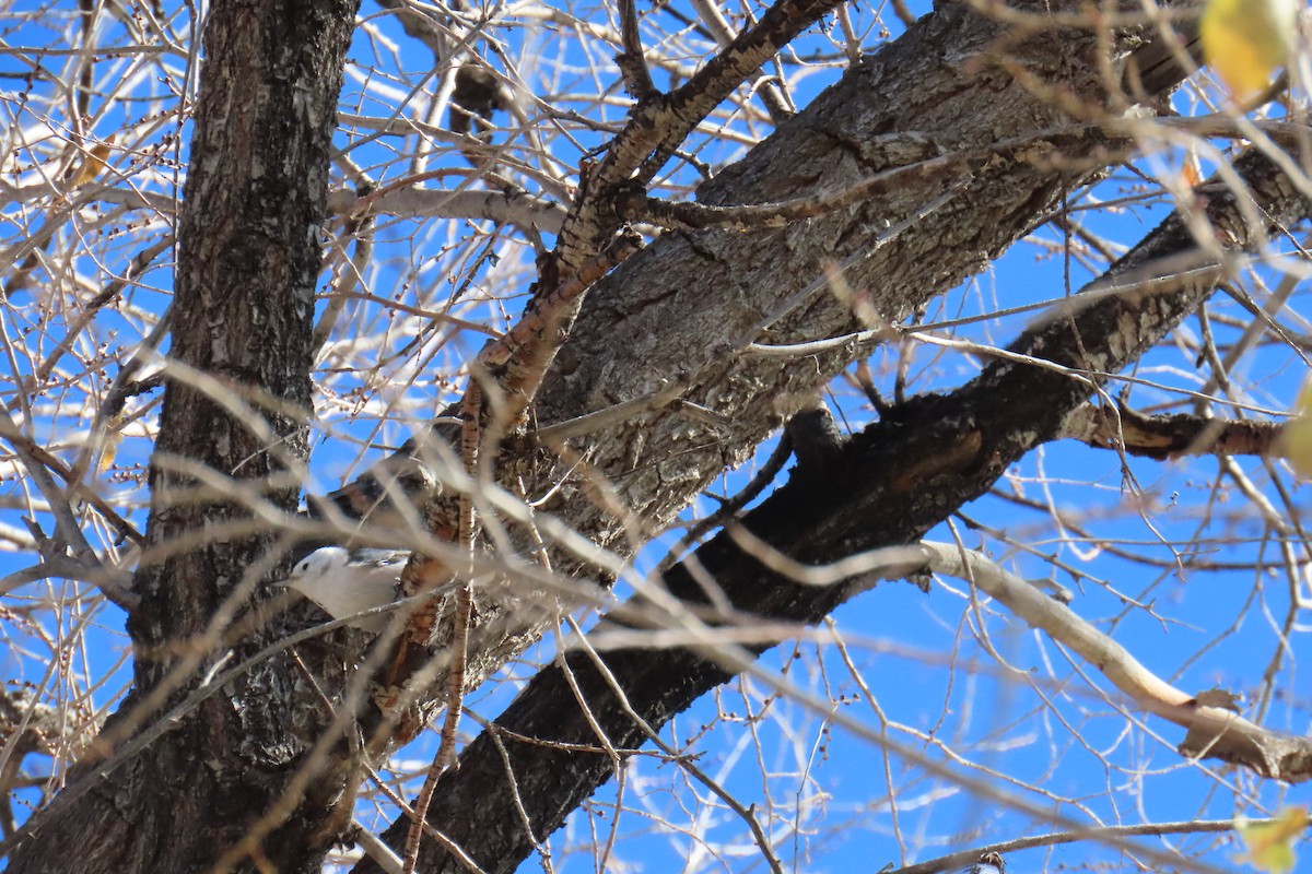 White-breasted Nuthatch - ML644708473