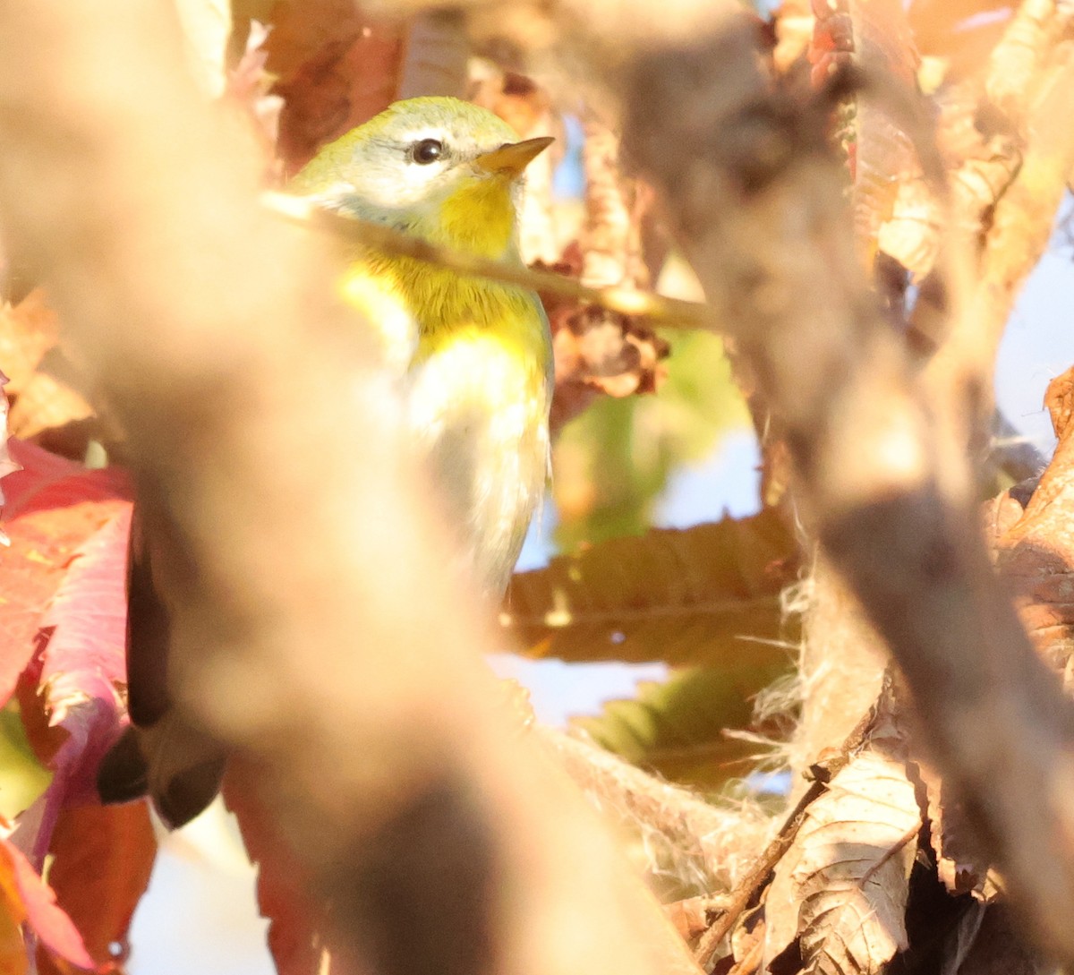 Northern Parula - ML644708476