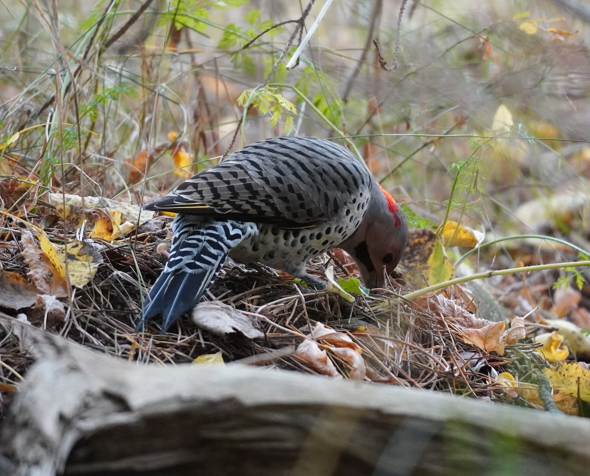 Goldspecht - ML644708480