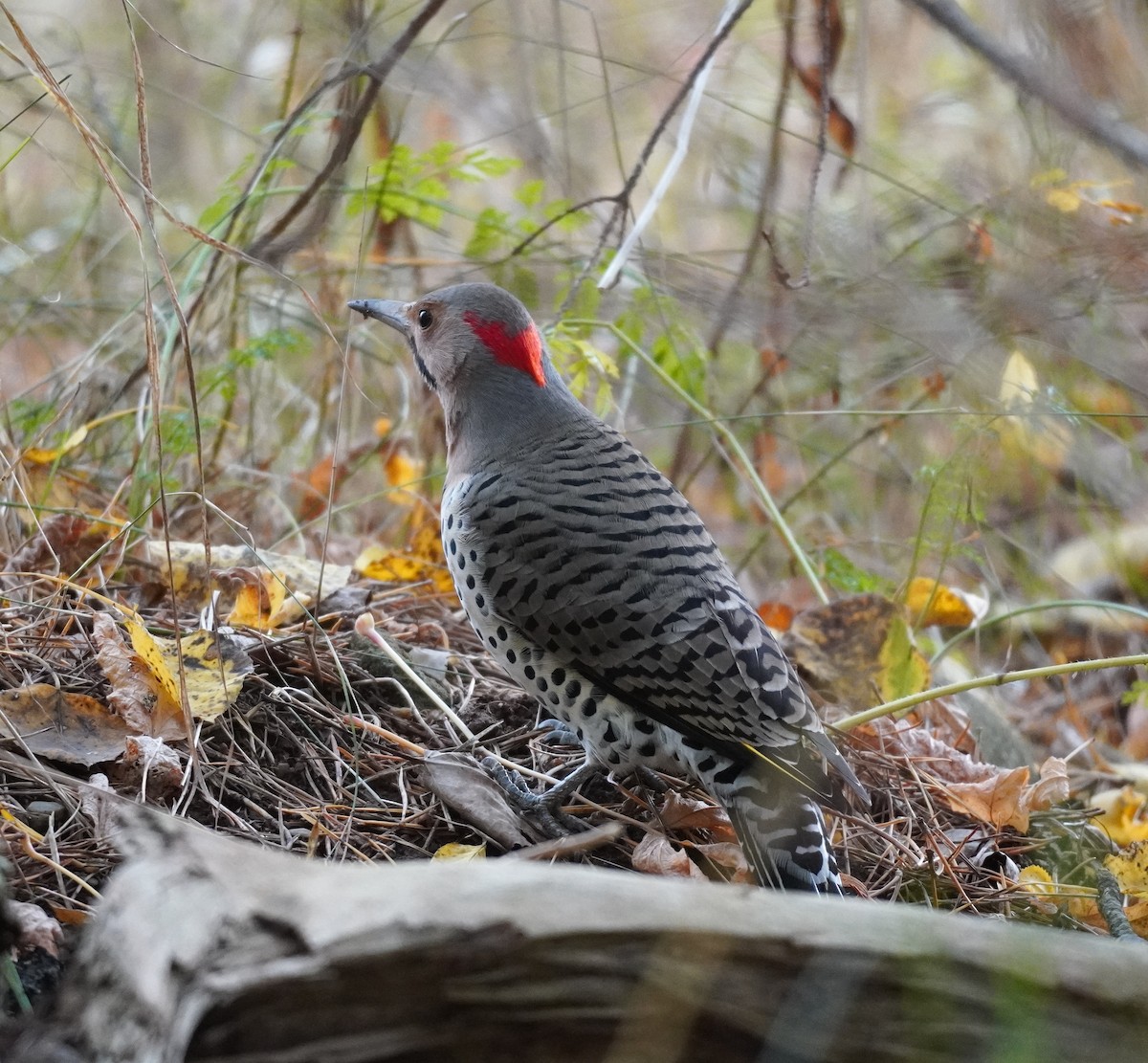 Goldspecht - ML644708481