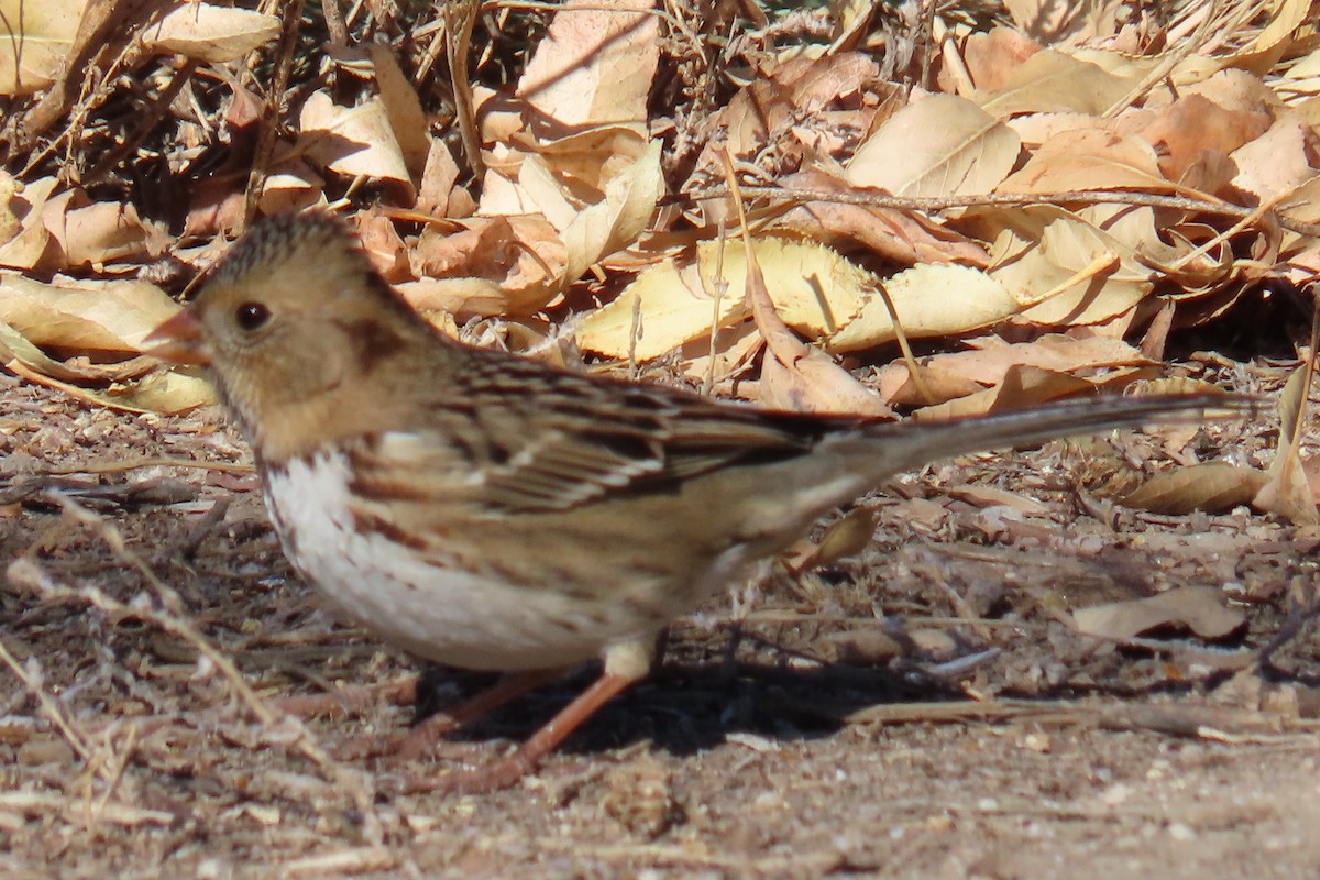 Бруант північний - ML644708482