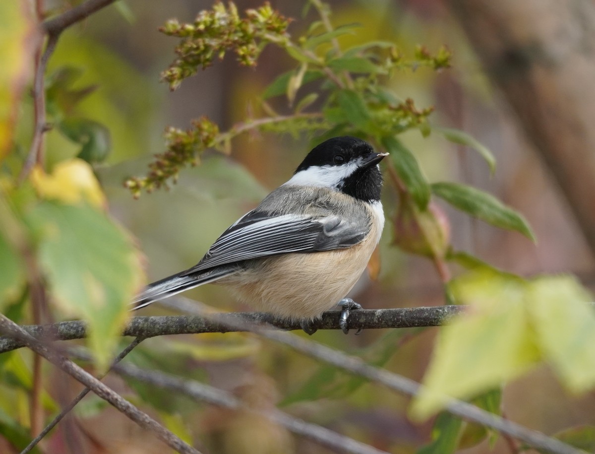 Schwarzkopfmeise - ML644708484