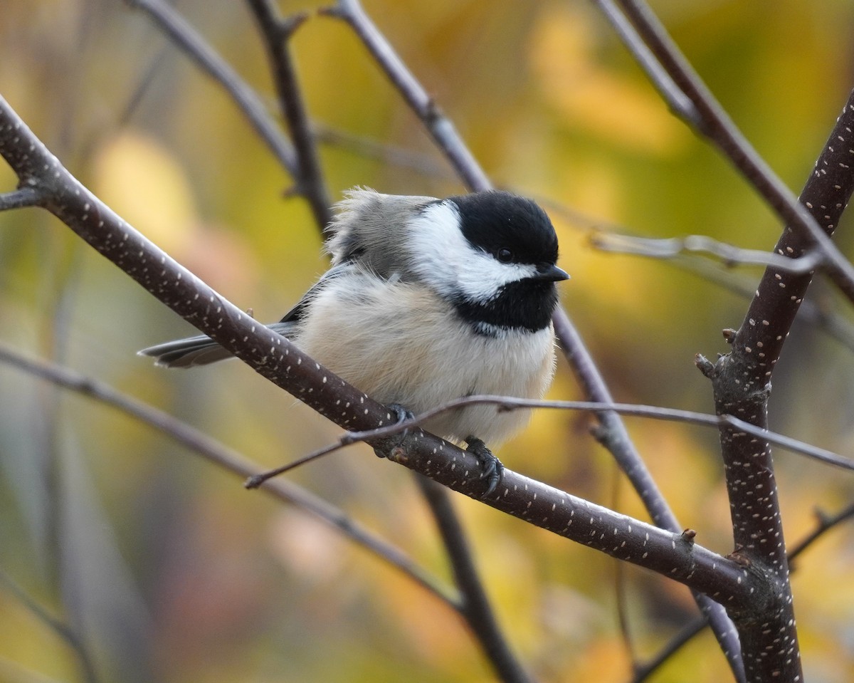 Schwarzkopfmeise - ML644708485