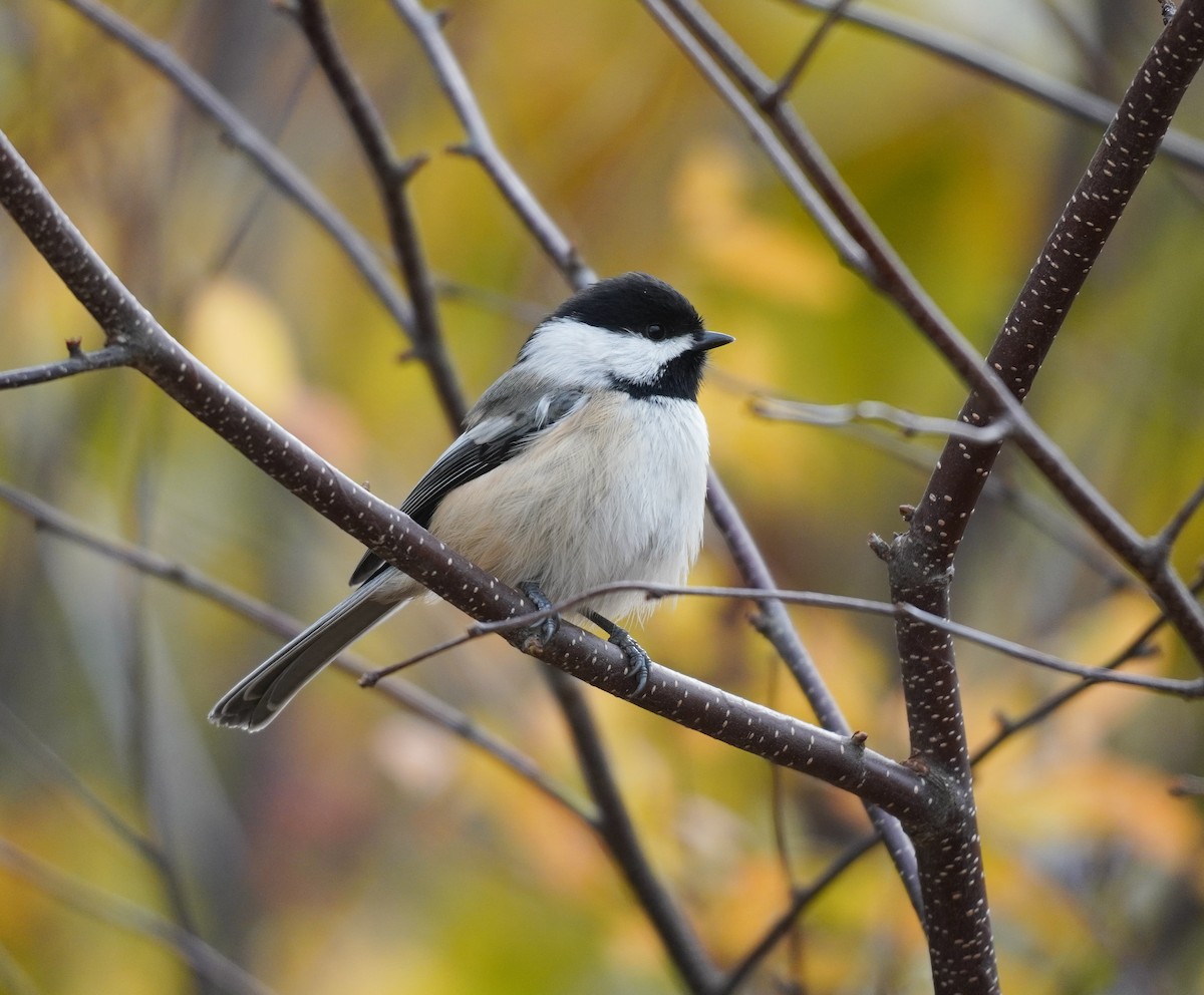 Schwarzkopfmeise - ML644708486