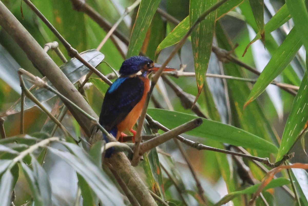 ledňáček modrohřbetý - ML644708489