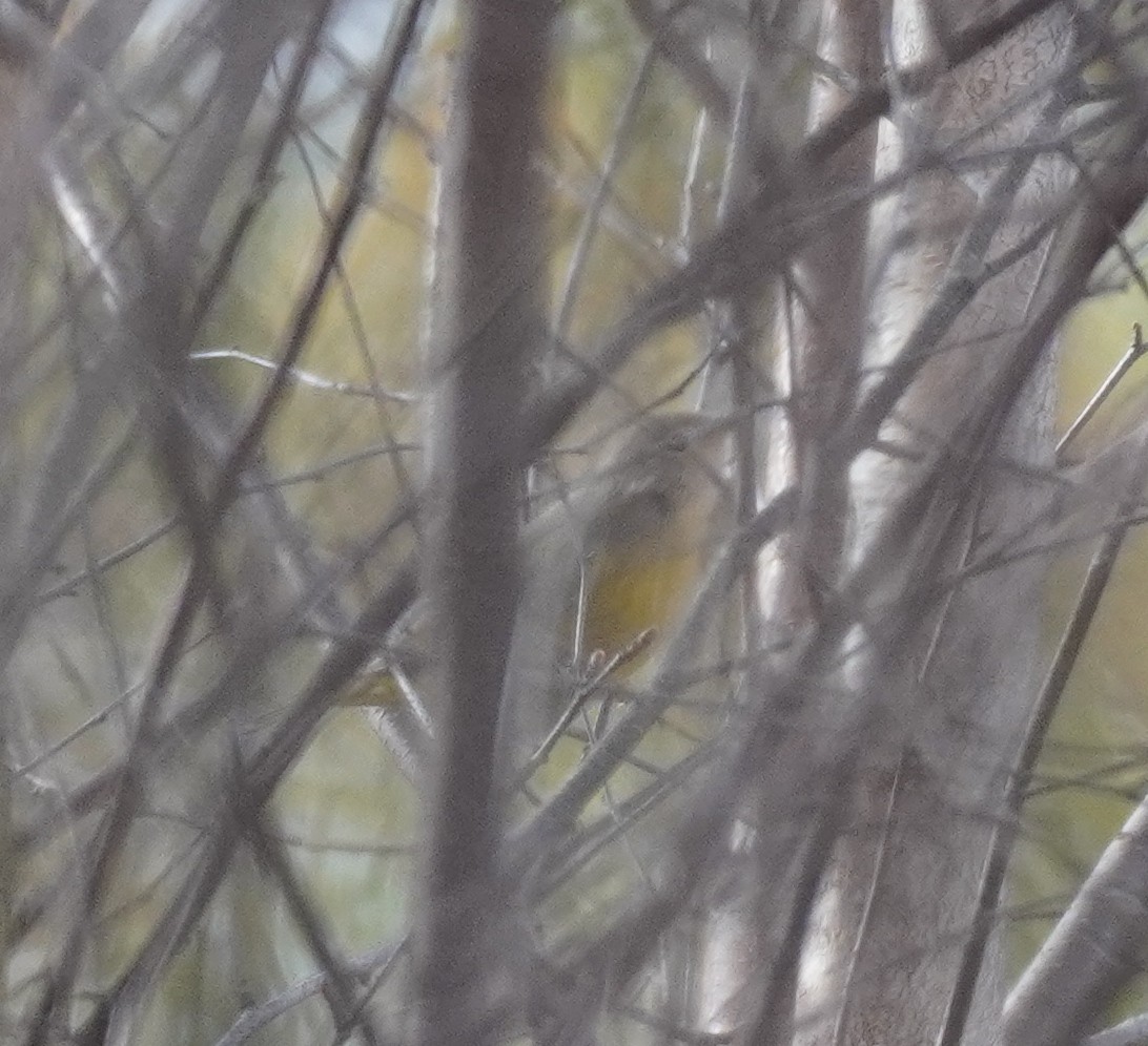 Orangefleck-Waldsänger - ML644708492