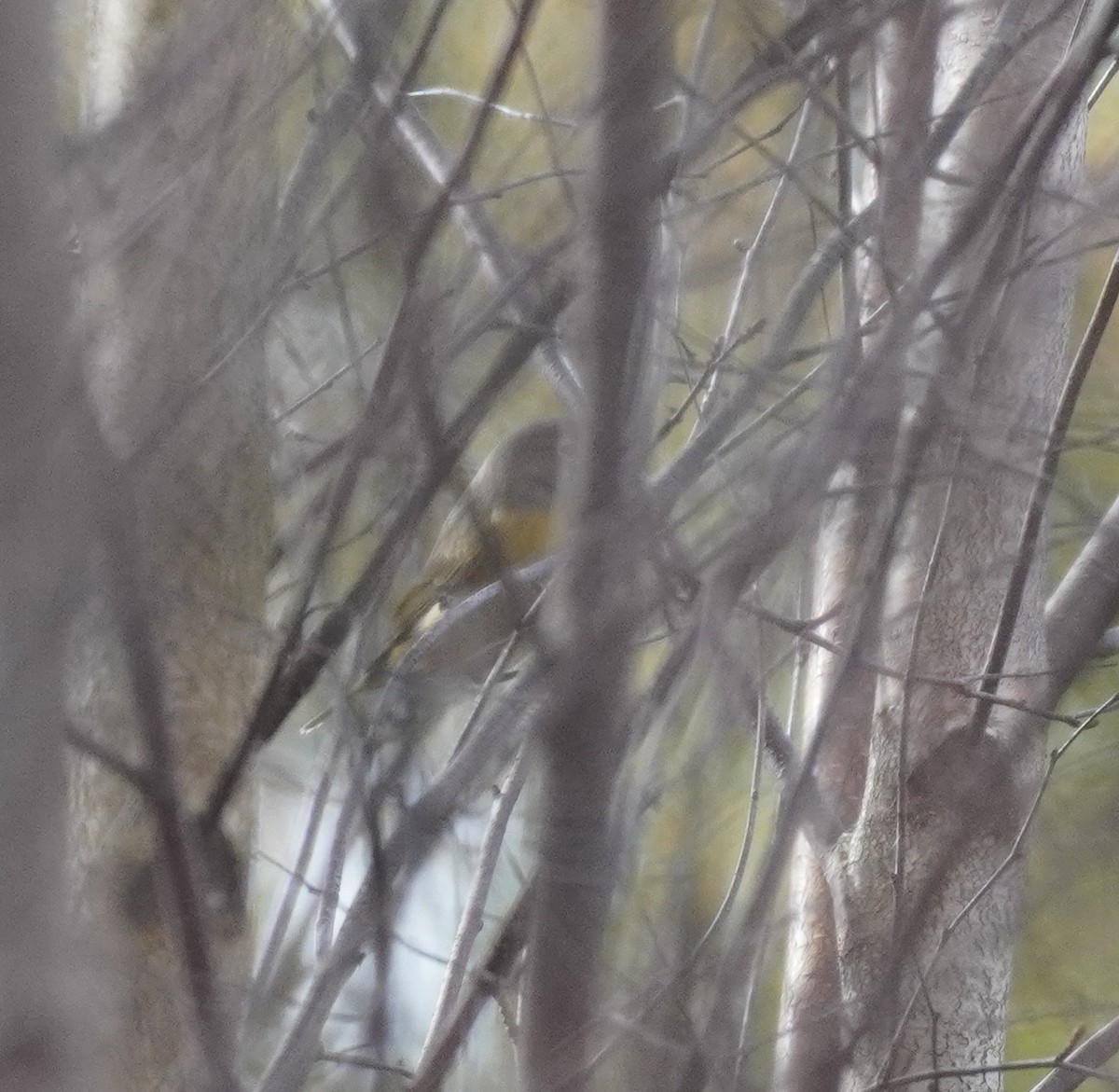 Orangefleck-Waldsänger - ML644708493